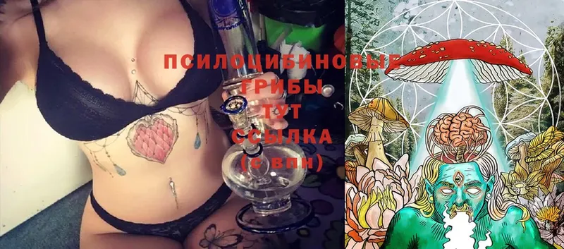 Псилоцибиновые грибы Cubensis  Голицыно 